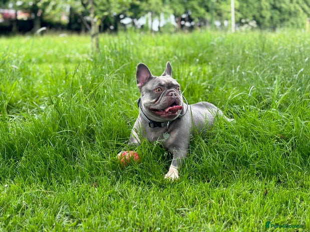 French Bulldog dogs Last of the litter female new shade isabella - Advert 1