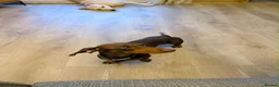 Miniature Dachshund dogs for stud: CHOCOLATE & TAN MINIATURE DACHSHUND — ROLO  - Advert 7