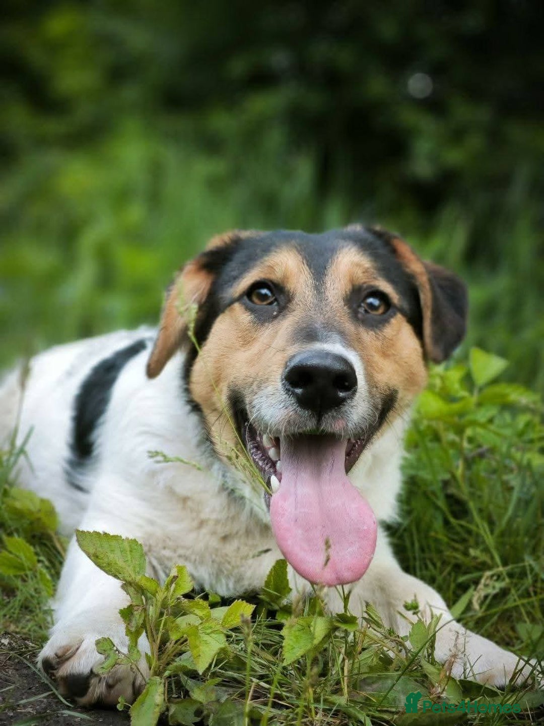 Mixed Breed dogs for adoption: 💙🐶 CASPER 🐶💙 - Image 9