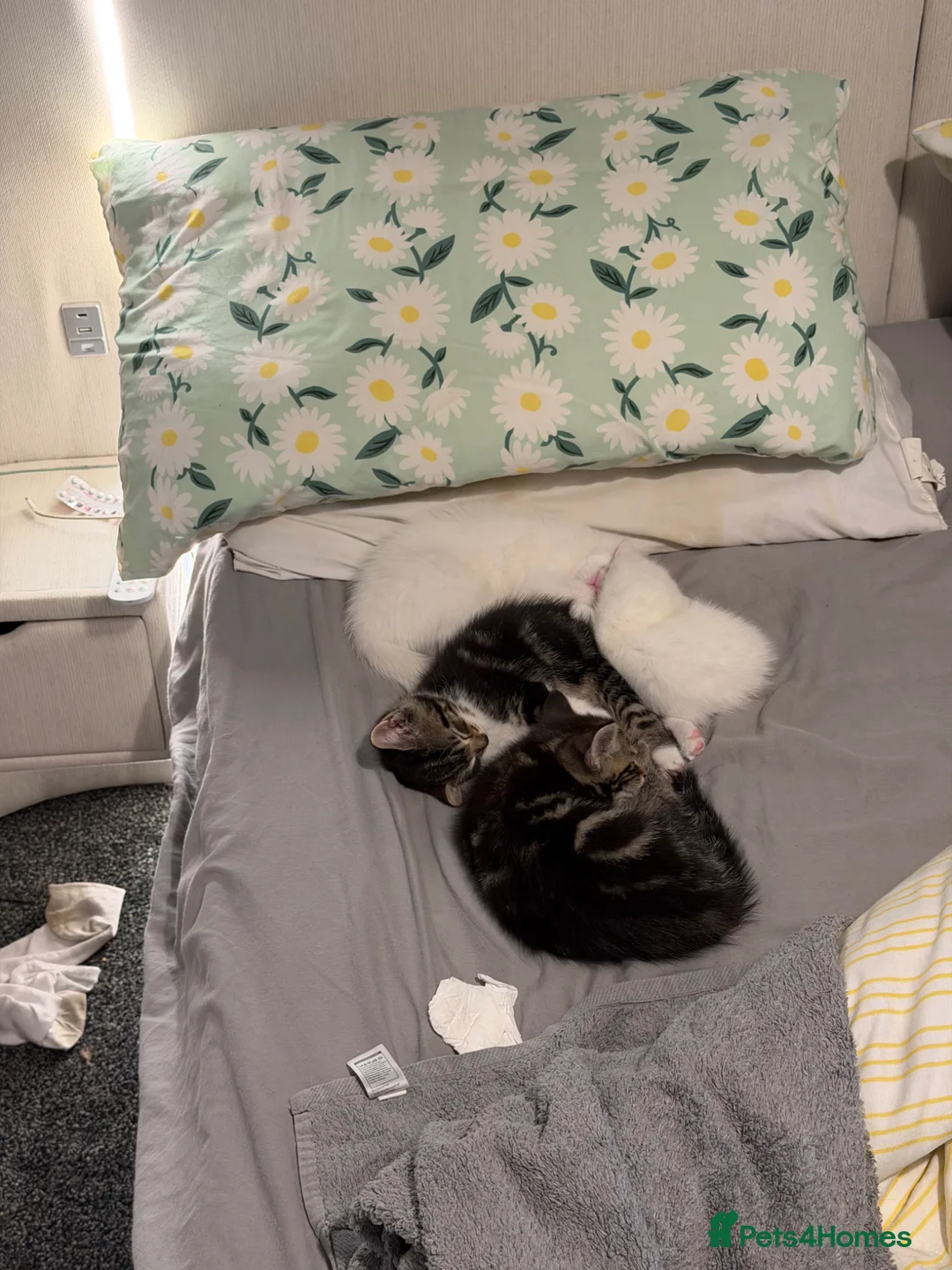British Shorthair cats for sale: 5 gorgeous kittens for sale!  - Advert 16