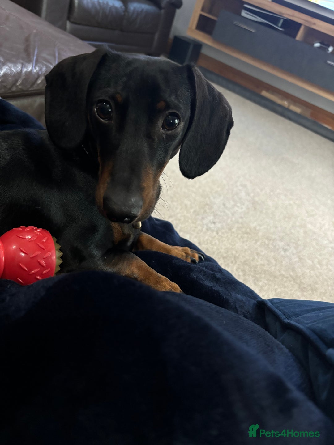 Dachshund dogs for sale: Dachshund Black and Tan male - Slinky - Advert 10