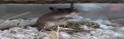 Gerbil rodents for sale: 4 Lovely 1yr Gerbil Sisters and Gerbilarium in Ottery Saint Mary - Advert 7