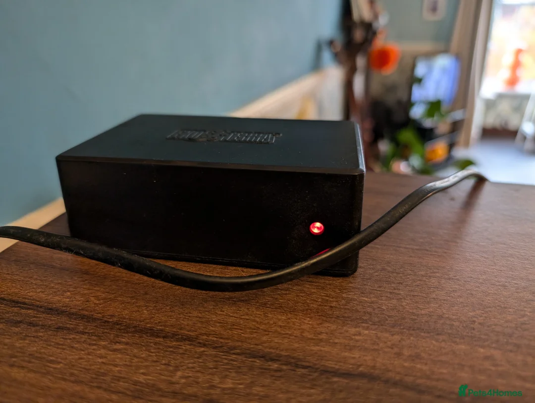 Corn Snake reptiles for sale: Corn snake looking for a new home in Treorchy - Advert 8