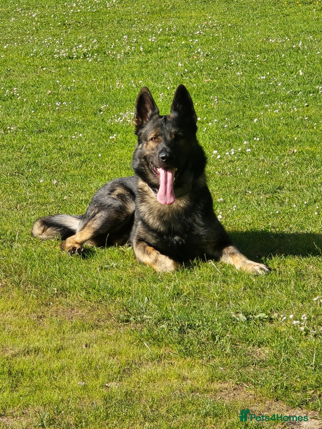 German Shepherd dogs for sale: Working line GSD pups  - Advert 2