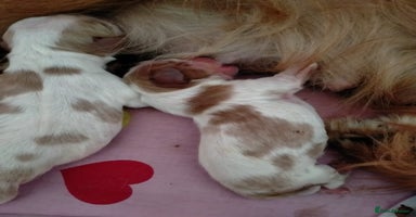 Cavalier King Charles Spaniel dogs - Advert 3