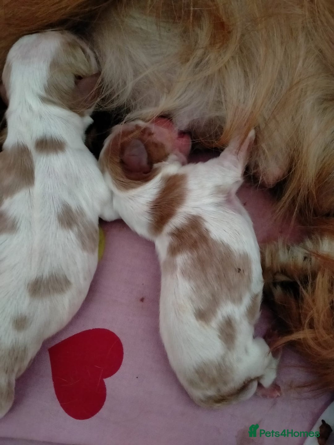 Cavalier King Charles Spaniel dogs for sale: Cavaliers King Charles spaniels - Image 3