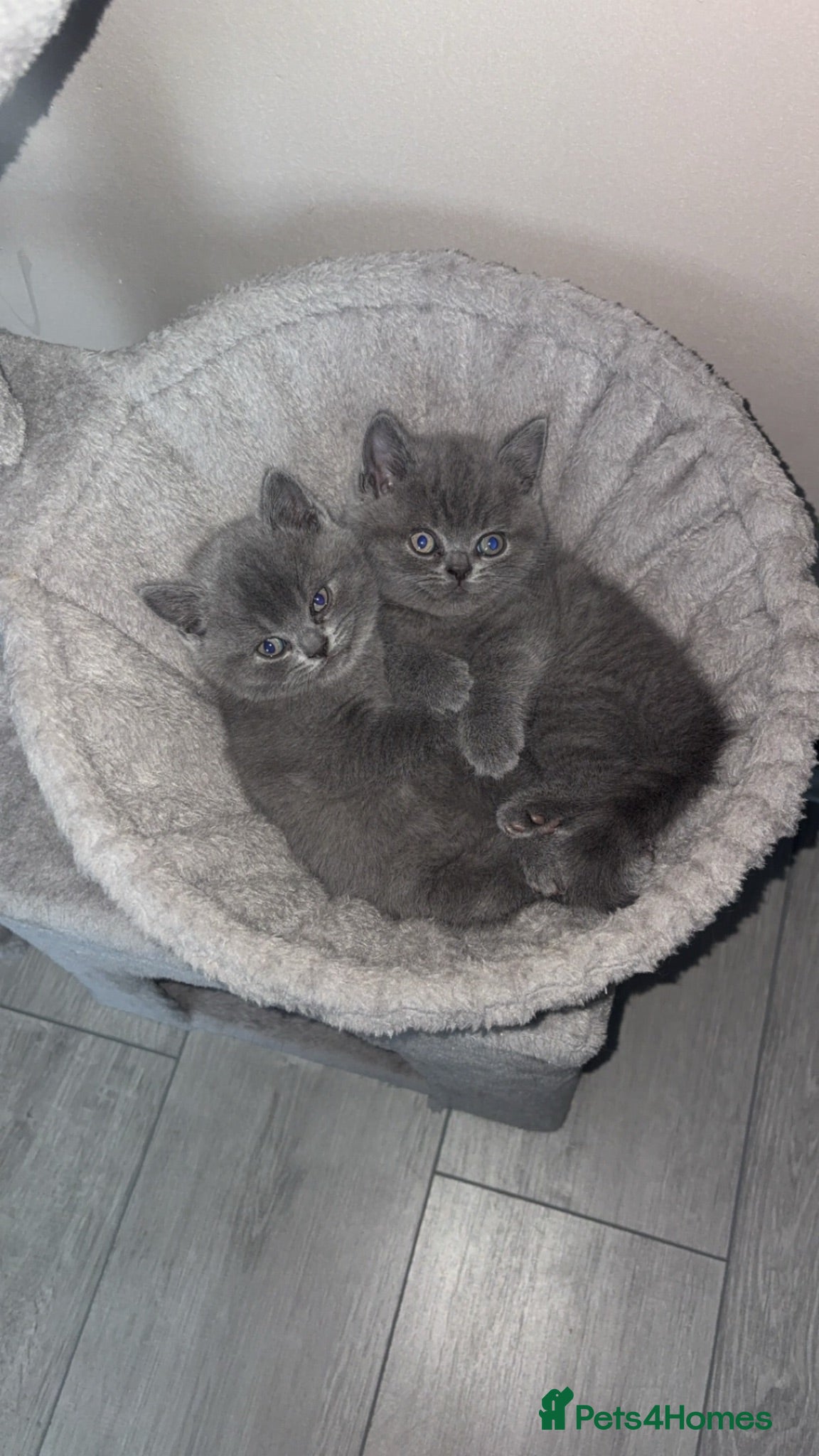 British Shorthair cats 3 British short hair kittens  - Advert 1