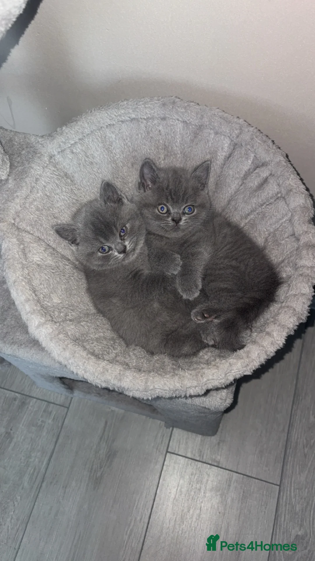 British Shorthair cats for sale: 3 British short hair kittens  in Halifax - Advert 1