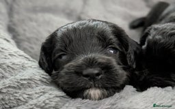 Cockapoo dogs for sale: We have Four Beautiful Cockerpoo Puppies Available - Image 23