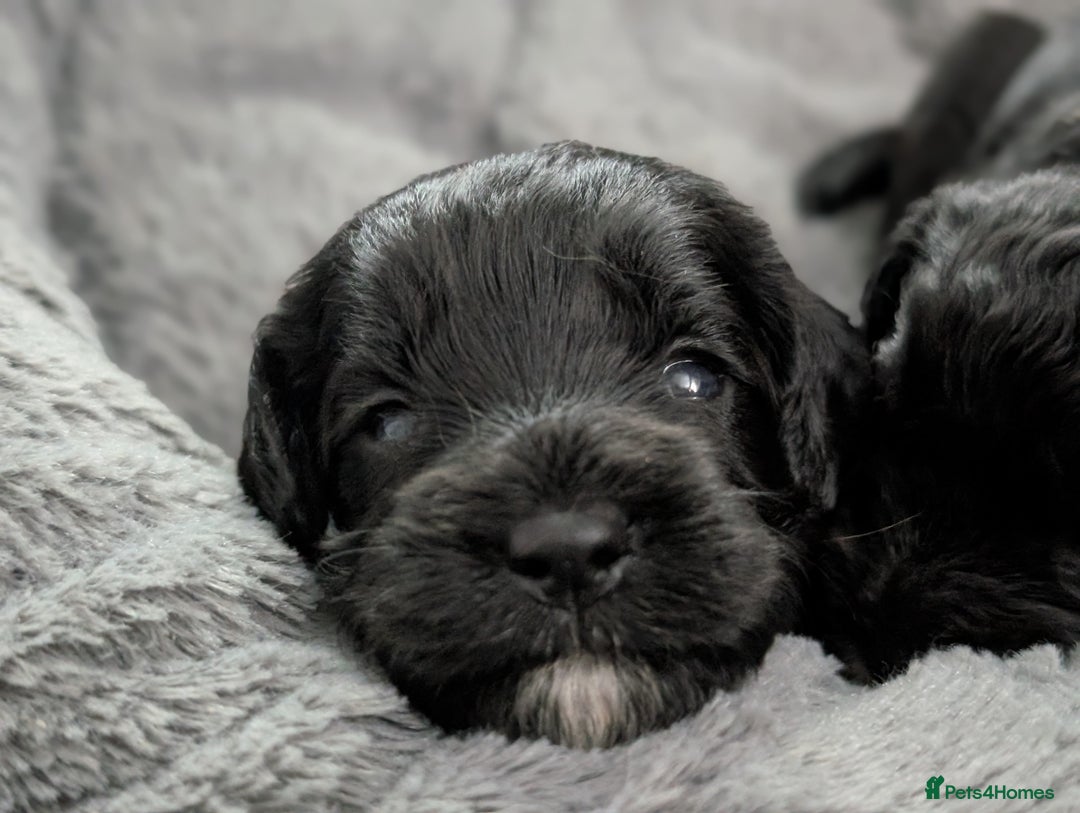 Cockapoo dogs for sale: We have Four Beautiful Cockerpoo Puppies Available - Image 23
