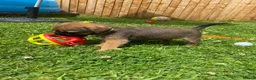 Border Terrier dogs for sale: ⭐️KC BORDER TERRIER PUPPIES, SLEM CLEAR - Advert 18