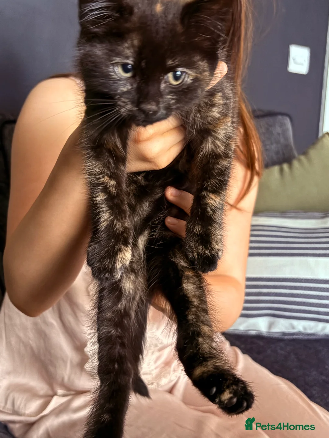 Domestic Shorthair cats for sale: Tortie Kitten For Sale - Advert 2