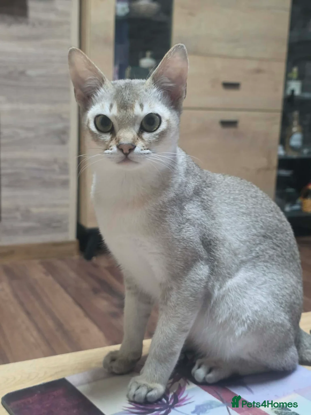 Singapura cats for sale: Stunning Singapura kittens  - Advert 31