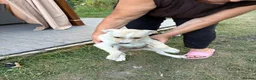 Mixed Breed dogs for adoption: AZALEA– The Little Lap Dog Who May Not Stay Little - Advert 16