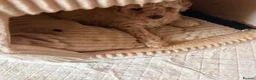 Toy Poodle dogs for sale: Toy poodle Puppys  - Advert 6