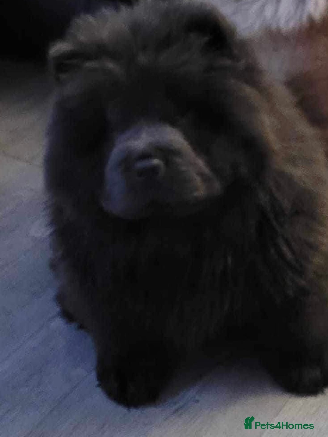 Chow Chow dogs for sale: Stunning Chow chow pups ready for new homes  - Advert 18