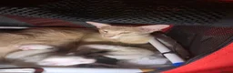 Balinese cats for sale: Chocolate tabby point female - Advert 1