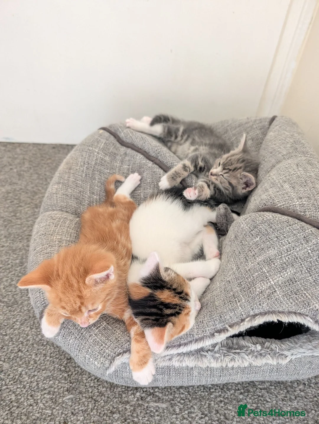 Mixed Breed cats for sale: Gorgeous kittens looking for forever homes - Advert 2