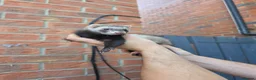Ferret rodents for sale: Jill’s  in Wakefield - Advert 2