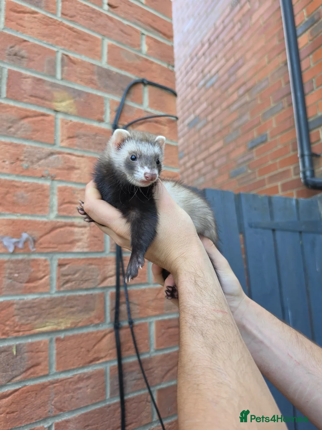 Ferret rodents for sale: Jill’s  in Wakefield - Advert 2