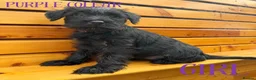 Miniature Schnauzer dogs for sale: Beautiful KC Miniature Schnauzers  - Advert 4