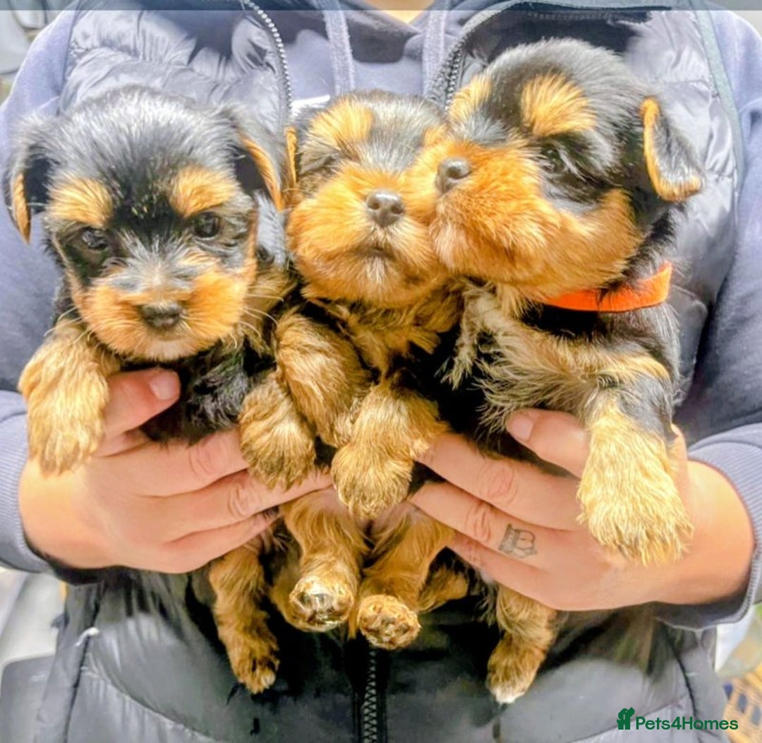 Yorkshire Terrier dogs for sale: Playful Yorkshire terrier puppies - Image 2