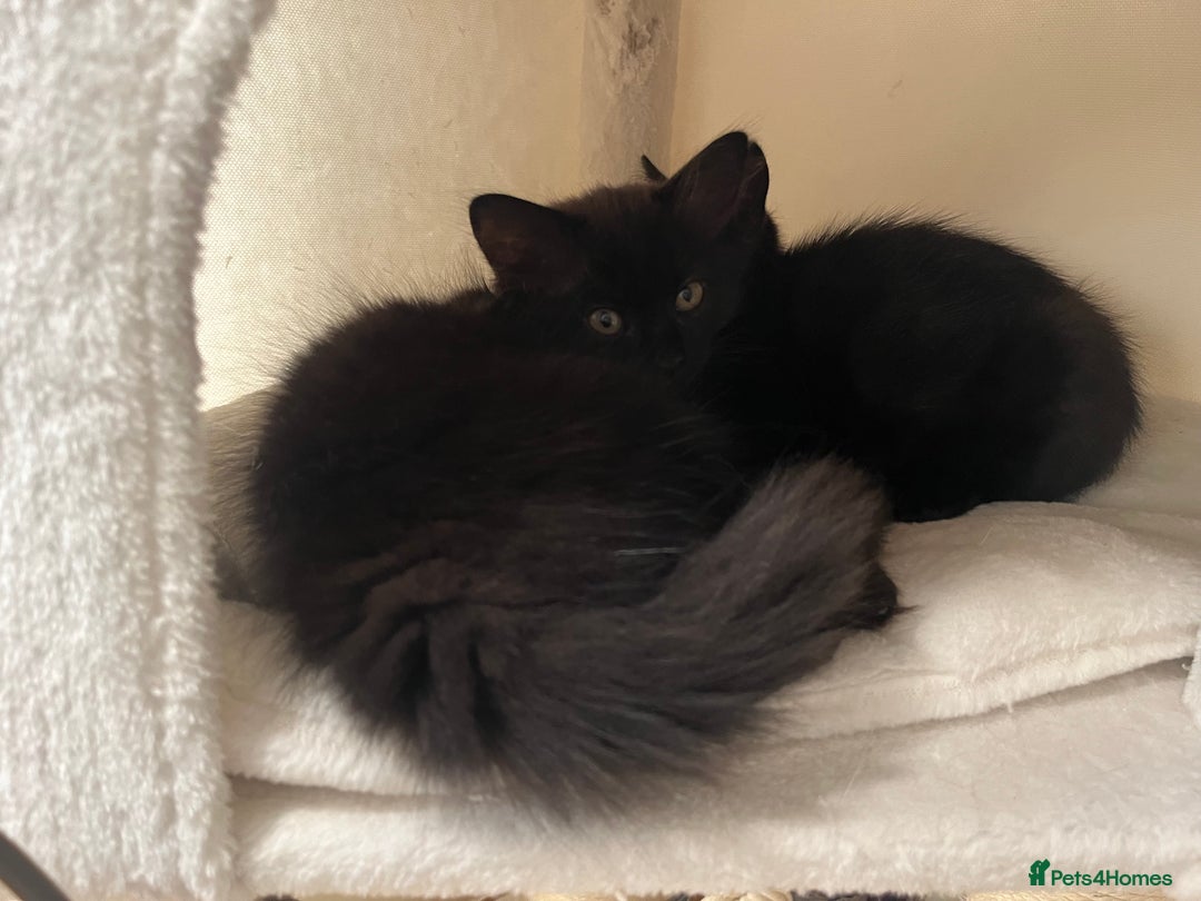 Mixed Breed cats for sale: 3 kittens for sale  - Image 7