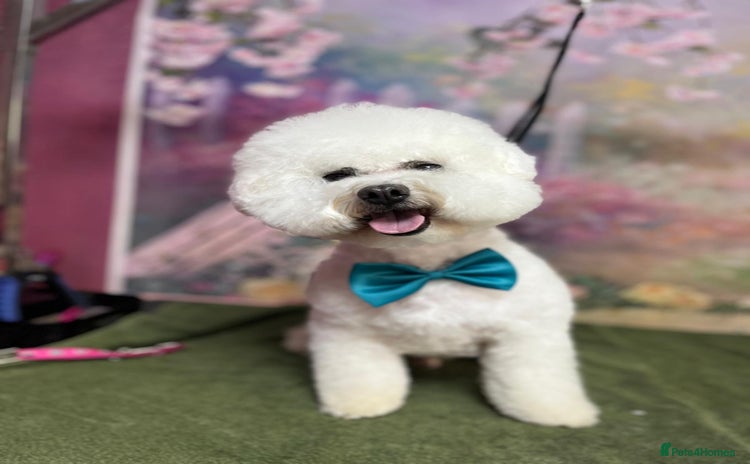 Bichon Frise dogs - Advert 1