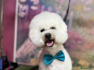 Bichon Frise dogs - Advert 3