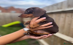 Miniature Dachshund dogs for sale: Beautiful KC female miniature dachshund💗 - Image 3