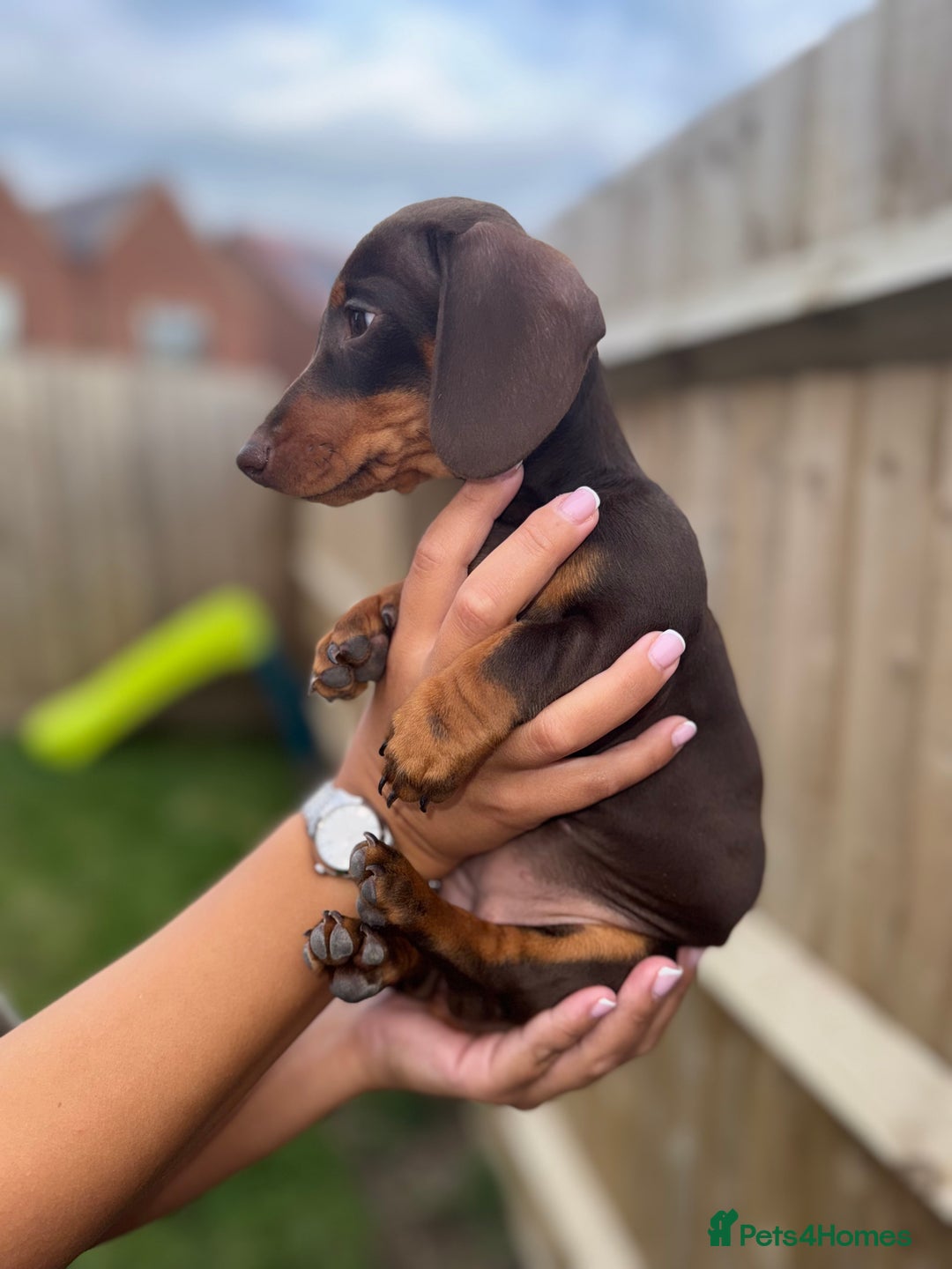 Miniature Dachshund dogs for sale: Beautiful KC female miniature dachshund💗 - Image 3