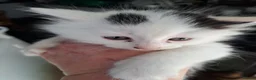 Mixed Breed cats for sale: 6 Adorable Fluffy Maine Coon X Calaco kittens  - Advert 10