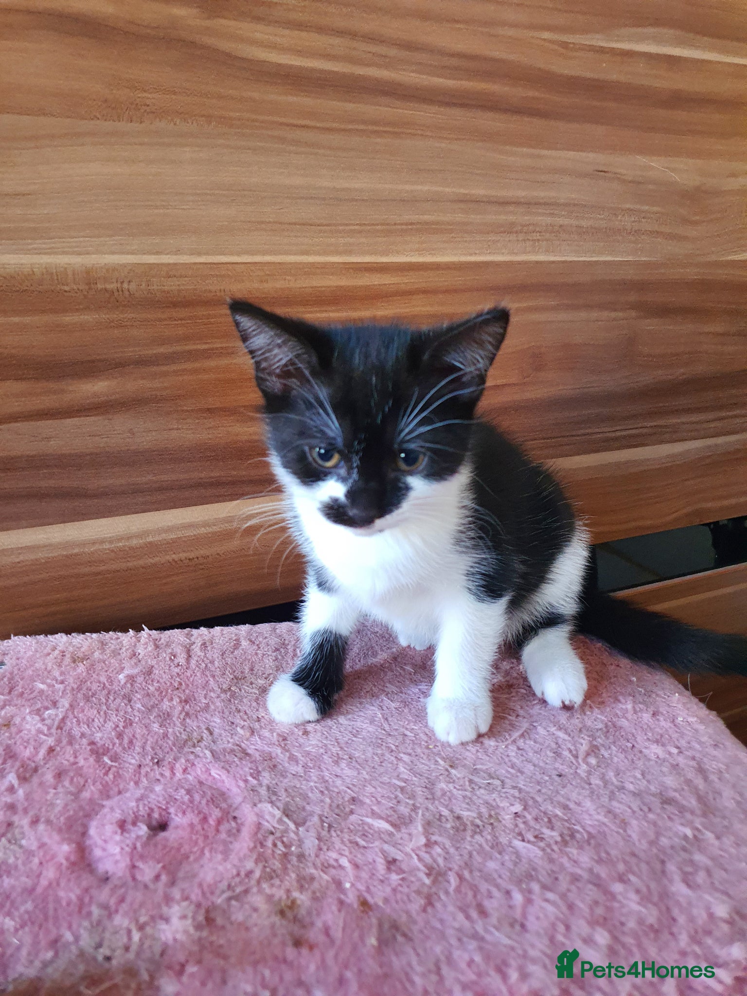 Mixed Breed cats for sale: Mikki - Advert 5