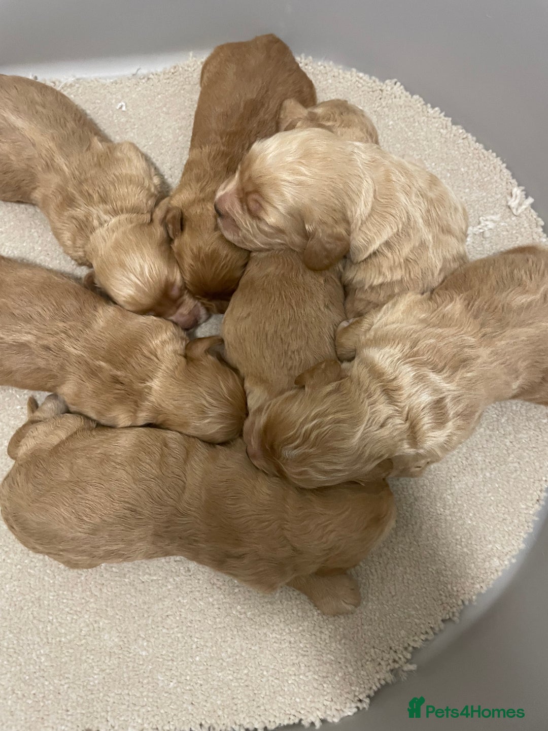 Cockapoo dogs for sale: Pra clear f1 cockpoo - Image 8