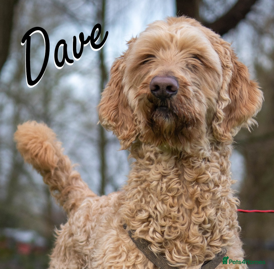 Goldendoodle dogs Dave looking for his loving forever home  - Advert 1