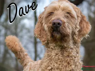 Goldendoodle dogs Dave looking for his loving forever home - Advert 1