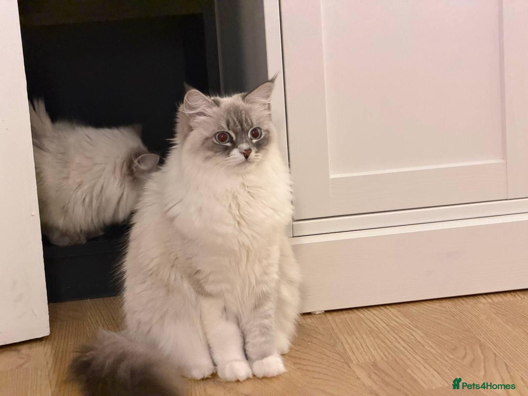 Siberian cats for sale: Rare Siberian Cats Available😻💯 - Advert 8