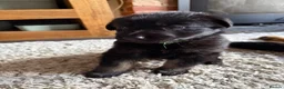 German Shepherd dogs for sale: 11 adorable bouncy German Shepard puppies  - Advert 33