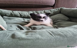 Mixed Breed dogs for sale: Jack Russel x pomeranian - Image 4
