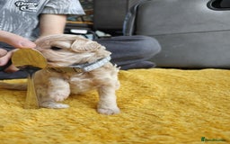 Maltipoo dogs for sale: F2 Mini Maltipoo,Toy size 4 boys - Image 6