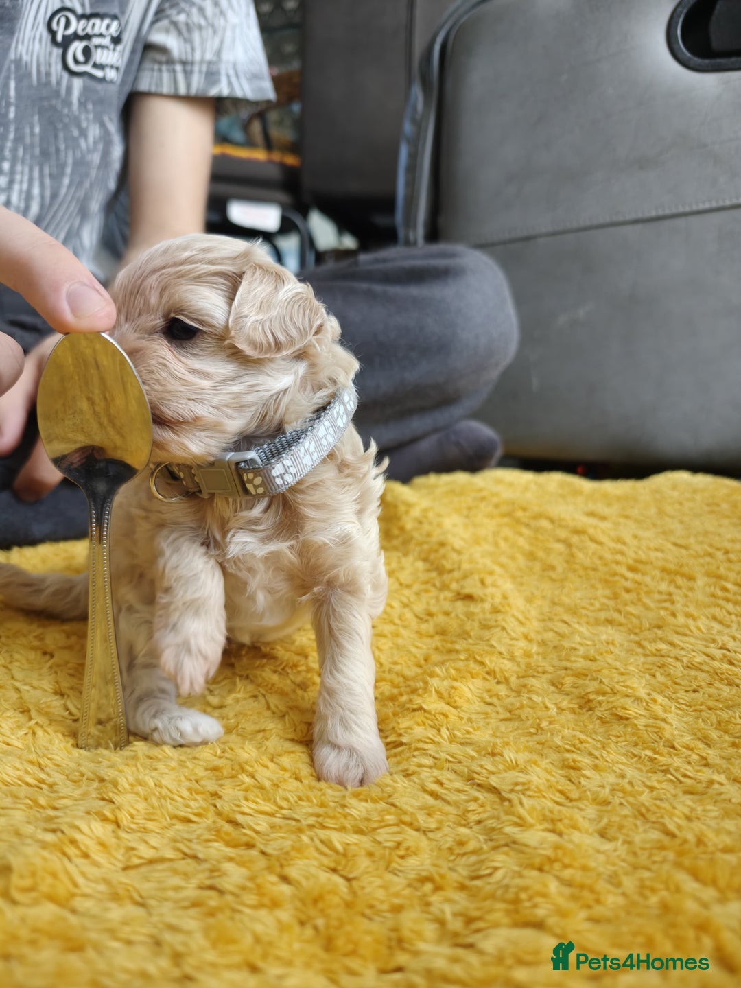 Maltipoo dogs for sale: F2 Mini Maltipoo,Toy size 4 boys - Image 6