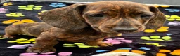 Dachshund dogs for sale: Dachshund Puppies ready for their forever homes - Advert 13