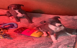 Whippet dogs for sale: Kc pedigree female whippet puppy  - Image 8