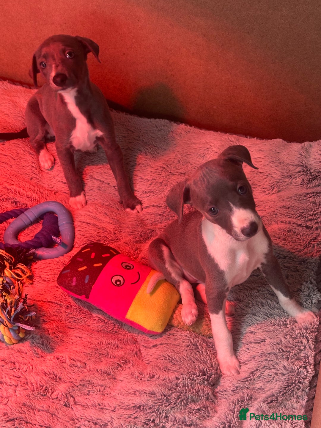 Whippet dogs for sale: Kc pedigree female whippet puppy  - Image 8