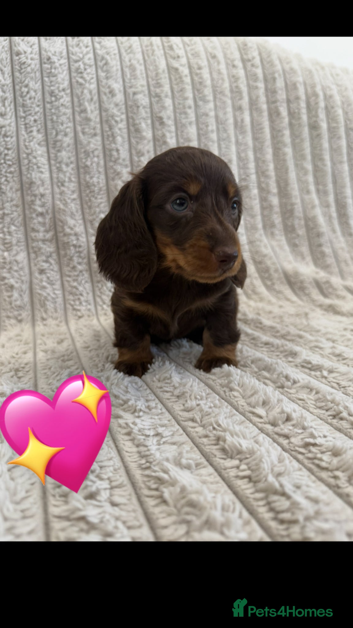 Miniature Dachshund dogs Quality long hair minature dachshund looking 🏡 - Advert 2