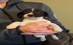 Mixed Breed dogs for sale: Adorable Jack Russell X Puppies - Ready Now - Image 7