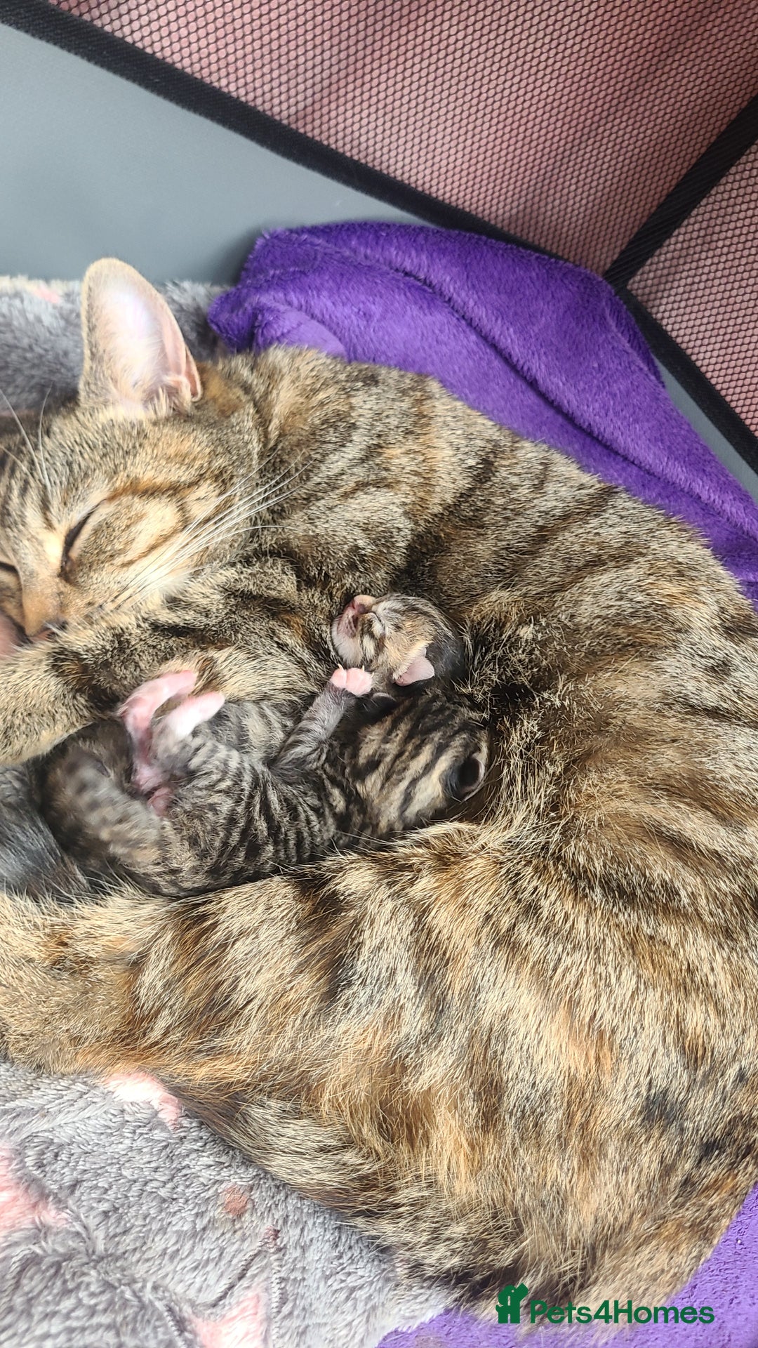 Bengal cats for sale: 2 bengal x tabby kittens - Advert 1