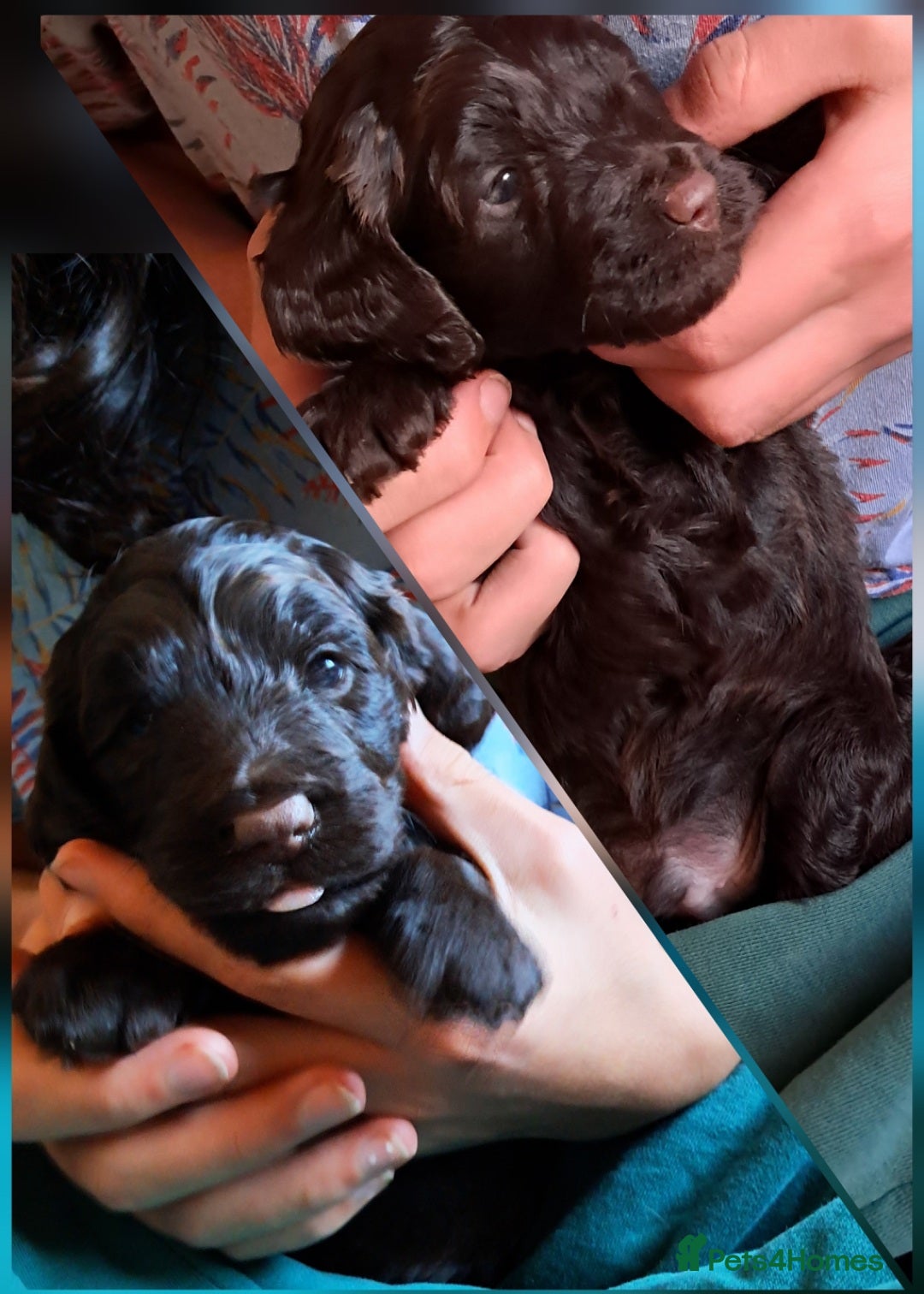 Cockapoo dogs for sale: Toy F1 Cockerpoo merle and chocolate puppies  - Advert 12