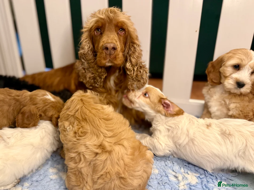 Cockapoo dogs for sale: Sweet Natured, Healthy & Happy Cockapoos - Advert 3