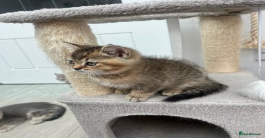 British Shorthair cats - Advert 12